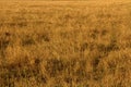 Yellow Grasslands