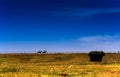 Yellow grasslands under blue sky and wihte clouds Royalty Free Stock Photo