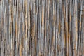 Yellow gray bamboo background. Fence from tied reed. A wooden tied wall with vertical reeds. Reed straw abstract background. Old Royalty Free Stock Photo