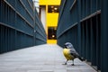 a yellow and gray bird standing on a sidewalk