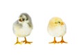 Yellow and gray chickens isolated on a white background