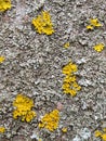 Yellow and gray lichen on tree trunk bark background. Close-up moss texture on tree surface Royalty Free Stock Photo