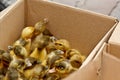 Yellow and gray little broiler baby ducklings with down on the body sit in a cardboard box close-up top view. newborn duck chicks Royalty Free Stock Photo