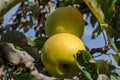 Yellow green apples on a branch Royalty Free Stock Photo
