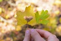 Yellow and green autumn leaf in hand with cutouts in the form of hearts Royalty Free Stock Photo