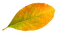 Yellow-green autumn leaf isolated on a white background, fallen leaf of the chokeberry. Royalty Free Stock Photo