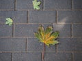 Yellow green autumn leaf on on the stone sidewalk starting to fade top view Royalty Free Stock Photo