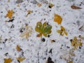 Yellow and green autumn leaves lie on the ground covered with first snow in november, bird footprints on the ground Royalty Free Stock Photo