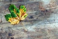 Yellow-green autumn leaves Royalty Free Stock Photo