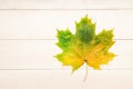 Yellow-green autumn maple leaf on white painted wood Royalty Free Stock Photo