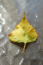 Yellow green autumnal birch leaf on a glass table Royalty Free Stock Photo