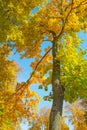 Yellow and green autumnal tree