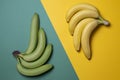 Yellow and green bananas on a colored background, ripe and unripe fruit concept