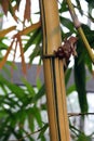 The Yellow and Green Bark of a Painted Bamboo Tree Trunk