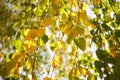 Birch tree leaves on the branches in autumn garden at sunny day, selective focus, soft natural background Royalty Free Stock Photo