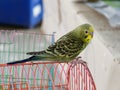 Yellow, green, and black tame budgerigar or parakeet hold on red bird cage Royalty Free Stock Photo