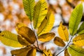 Yellow, green and brown fall autumn seasonal leaves of chestnut tree Royalty Free Stock Photo