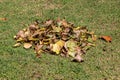 The yellow and green and brown leaves are on the grass in summer