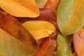 Colorful different leaves tropical yellow Royalty Free Stock Photo