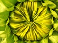 A yellow-green bud Royalty Free Stock Photo
