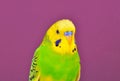 Yellow-green budgerig parrot close-up Royalty Free Stock Photo