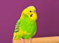 Yellow-green budgerig parrot closeup perched on a stand