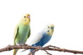 Yellow and green Budgerigar bird Royalty Free Stock Photo