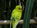 Yellow Green Budgerigar, Colorful Small Parrots Royalty Free Stock Photo