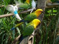 Yellow Green Budgerigar, Colorful Small Parrots Royalty Free Stock Photo