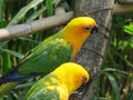 Yellow Green Budgerigar, Colorful Small Parrots Royalty Free Stock Photo