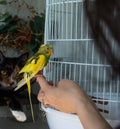 A yellow-green budgerigar sits on a hand. A tricolor funny cat sneaks up on a parrot