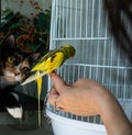 A yellow-green budgerigar sits on a hand. A tricolor funny cat sneaks up on a parrot