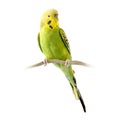 Yellow and green budgie