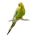 Yellow and green budgie