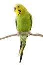 Yellow and green budgie