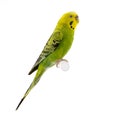 Yellow and green budgie