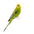 Yellow and green budgie