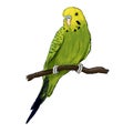 Yellow and green Budgie parrot bird, Budgerigar sitting on a branch