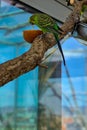 A yellow-green budgie sits on a thick branch and eats an orange. Royalty Free Stock Photo