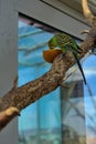 A yellow-green budgie sits on a thick branch and eats an orange. Royalty Free Stock Photo
