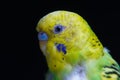 Yellow and green budgie, budgie sits on a wooden stick. Black background Royalty Free Stock Photo