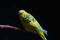 Yellow and green budgie, budgie sits on a wooden stick. Black background Royalty Free Stock Photo