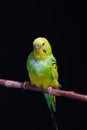 Yellow and green budgie, budgie sits on a wooden stick. Black background Royalty Free Stock Photo