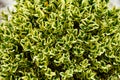 A yellow and green bush of variegated boxwood plant