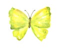 Yellow green butterfly. Hand drawn watercolor illustration. Isolated on white background Royalty Free Stock Photo