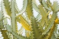 Yellow green cactus against light blue sky