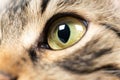 Yellow-green cat beautiful eye, pupil, close-up, macro Royalty Free Stock Photo