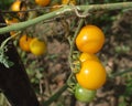 Yellow and Green Cherry Tomatoes Growing on Vine