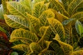 Green and Yellow Coleus in Lush Martinique Garden
