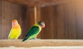 Yellow and green-collared lovebird parrots on a branch